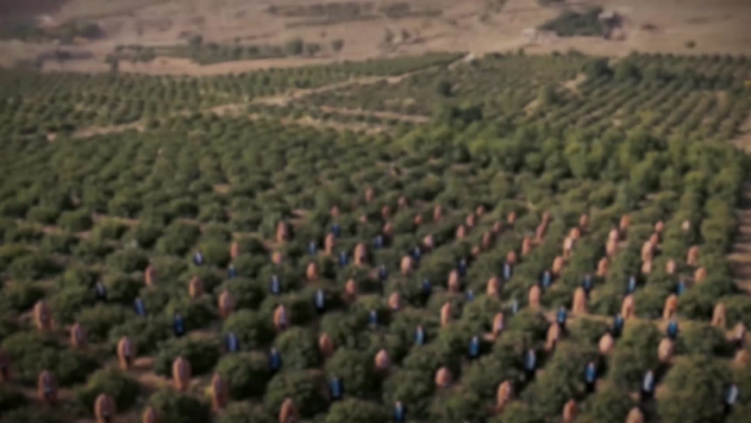 2.5 فجر (قمصر باغ گل محمدی)
